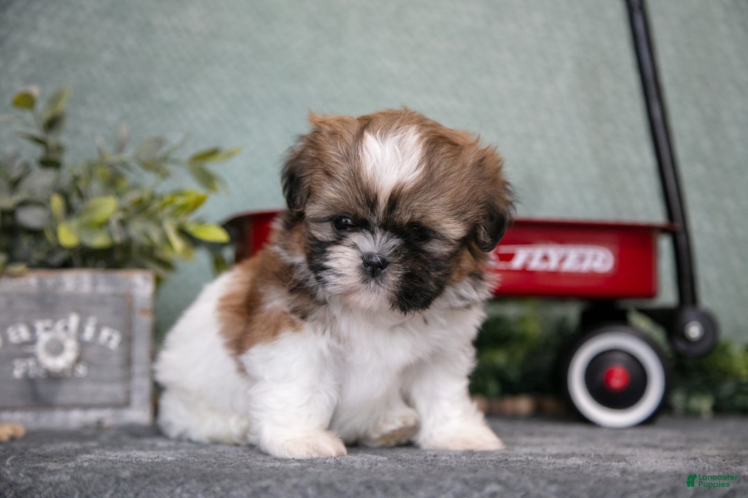 Shih Tzu dogs for sale: Hap - Ad 3