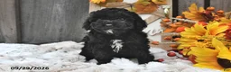 Shihpoo dogs for sale: Milo - Ad 4