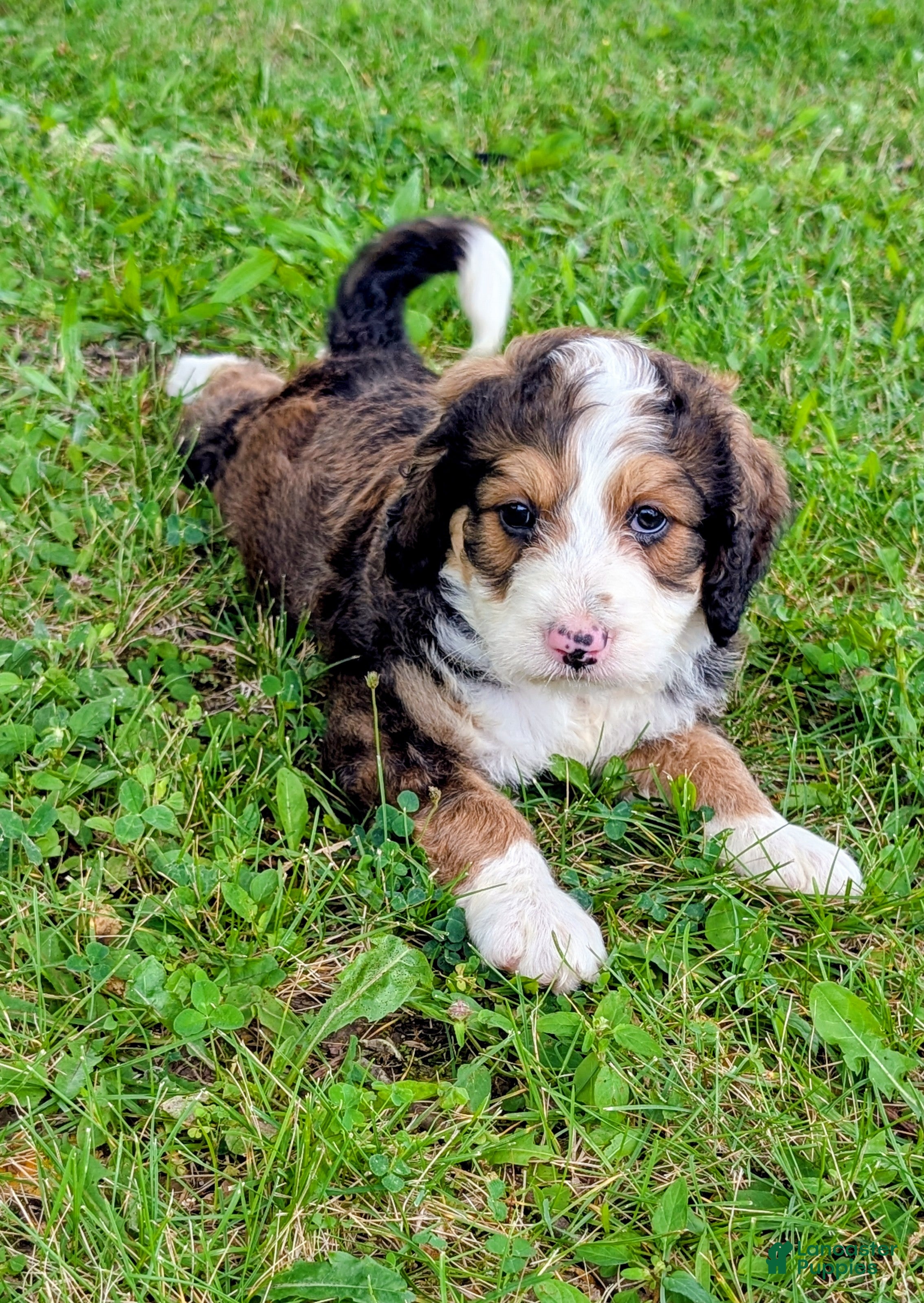 Bernedoodle dogs LUNA BELLE  - Ad 1