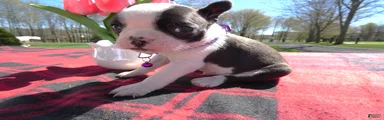 Boston Terrier Puppy 5 Rocko