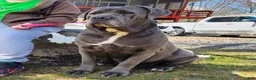 Cane Corso dogs for sale: Diesel - Ad 4