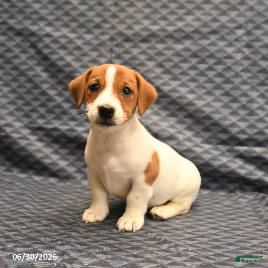 Jack Russell Terrier dogs Elmer - Ad 2