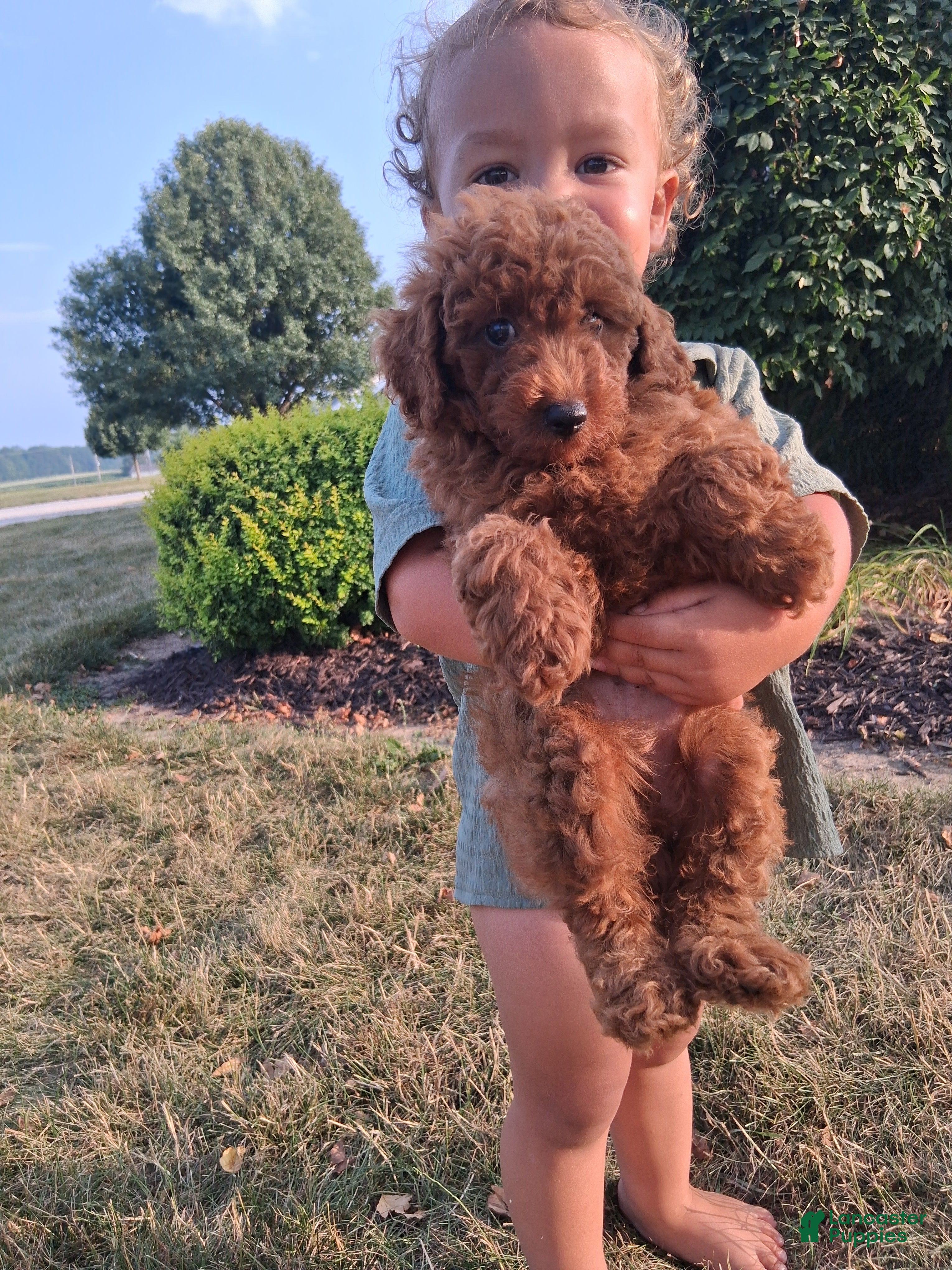 Toy Poodle dogs Toy Poodle 1 - Ad 2