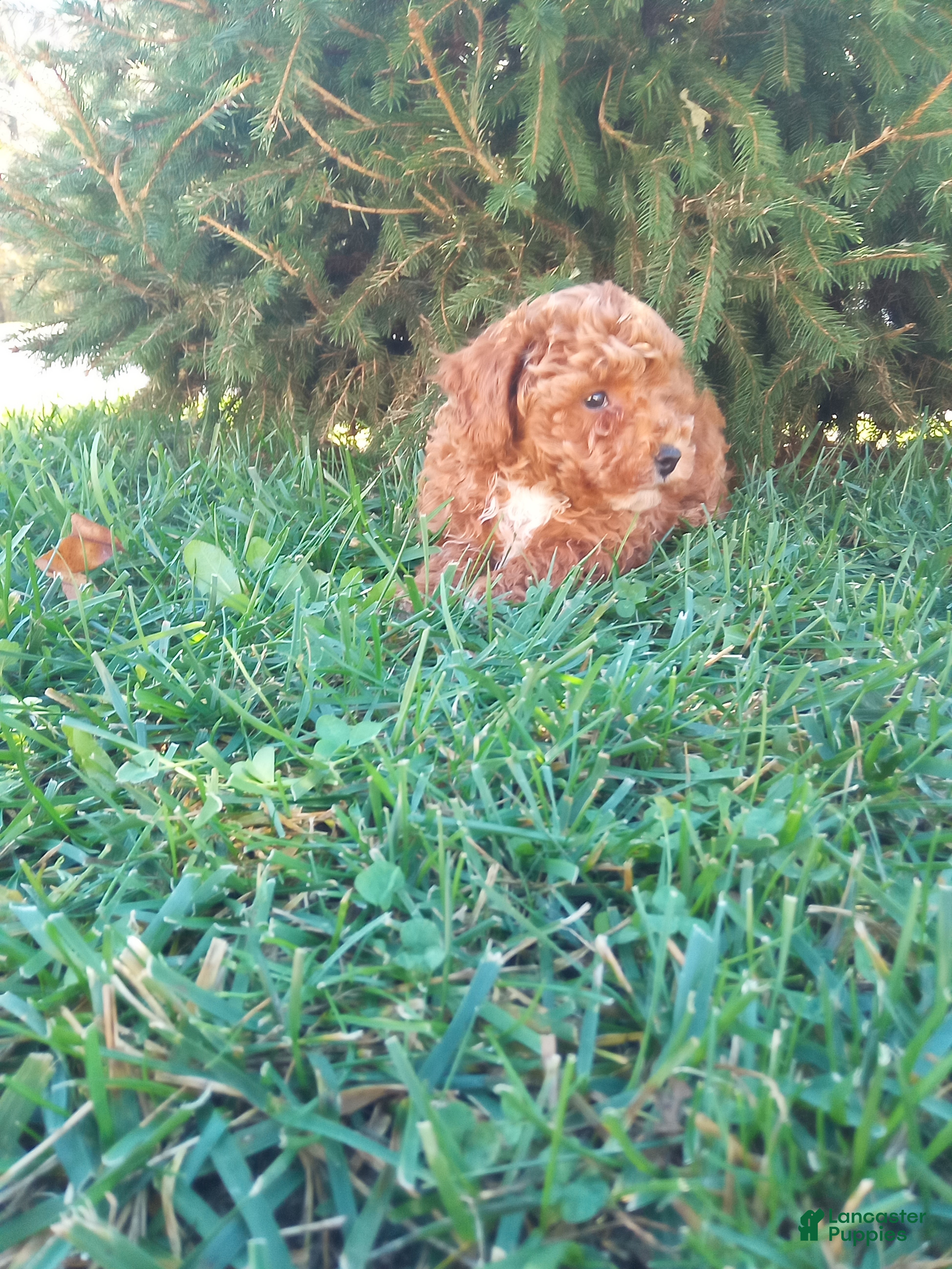 Toy Poodle dogs Prancer - Ad 2
