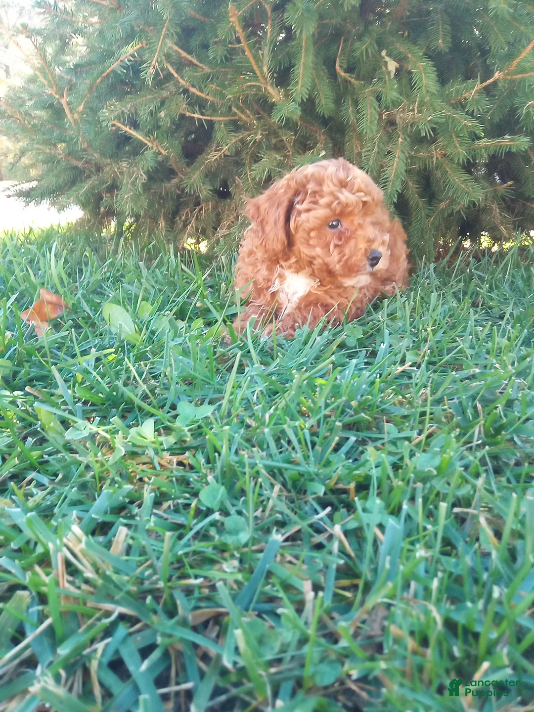 Toy Poodle dogs for sale: Prancer - Ad 2