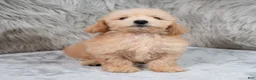Mini Goldendoodle dogs for sale: Max ID: 3856 - Ad 13