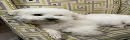 Bichon Frise dogs for sale: Bichon Frise Puppy 2 - Ad 3