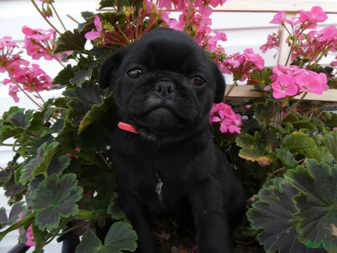 Pug dogs for sale: Pug 3 Minzi - Ad 4