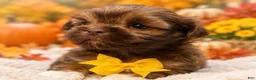 Shih Tzu dogs for sale: Gizmo  - Ad 2