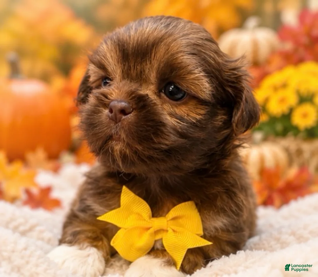 Shih Tzu dogs for sale: Gizmo  - Ad 2