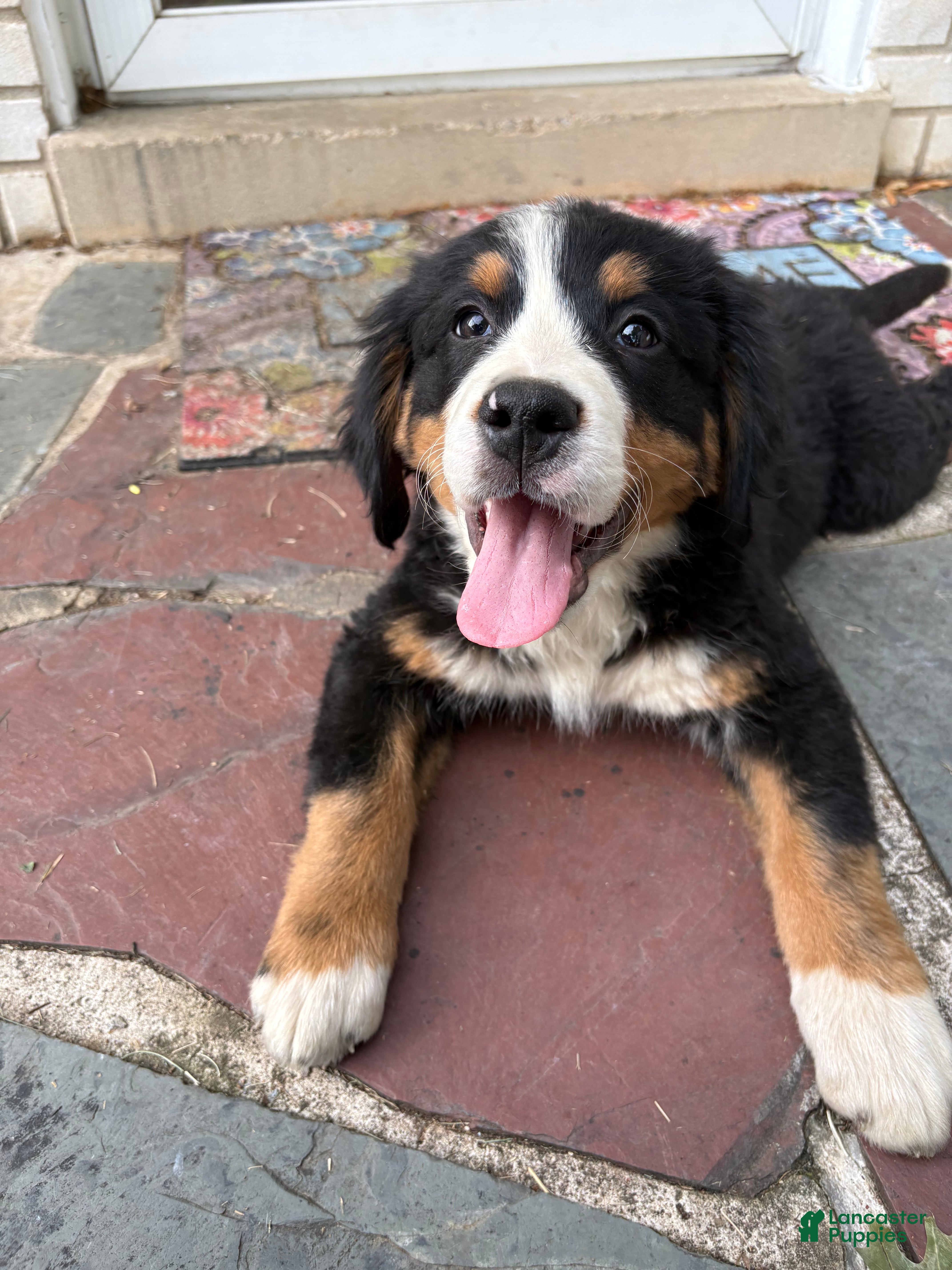 Bernese Mountain Dog dogs for sale: Otis  - Ad 3