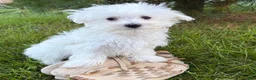 Maltese dogs for sale: Eddie - Ad 2