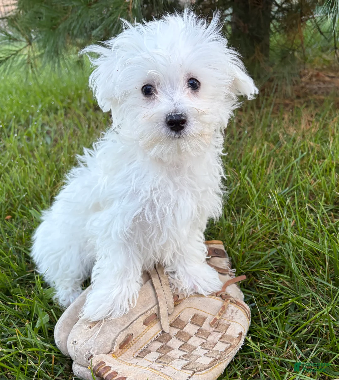 Maltese dogs for sale: Eddie - Ad 2