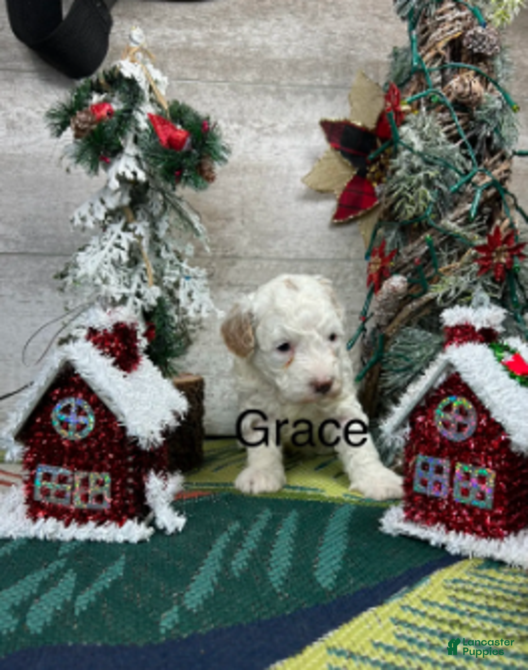 Toy Poodle dogs for sale: Grace - Ad 2