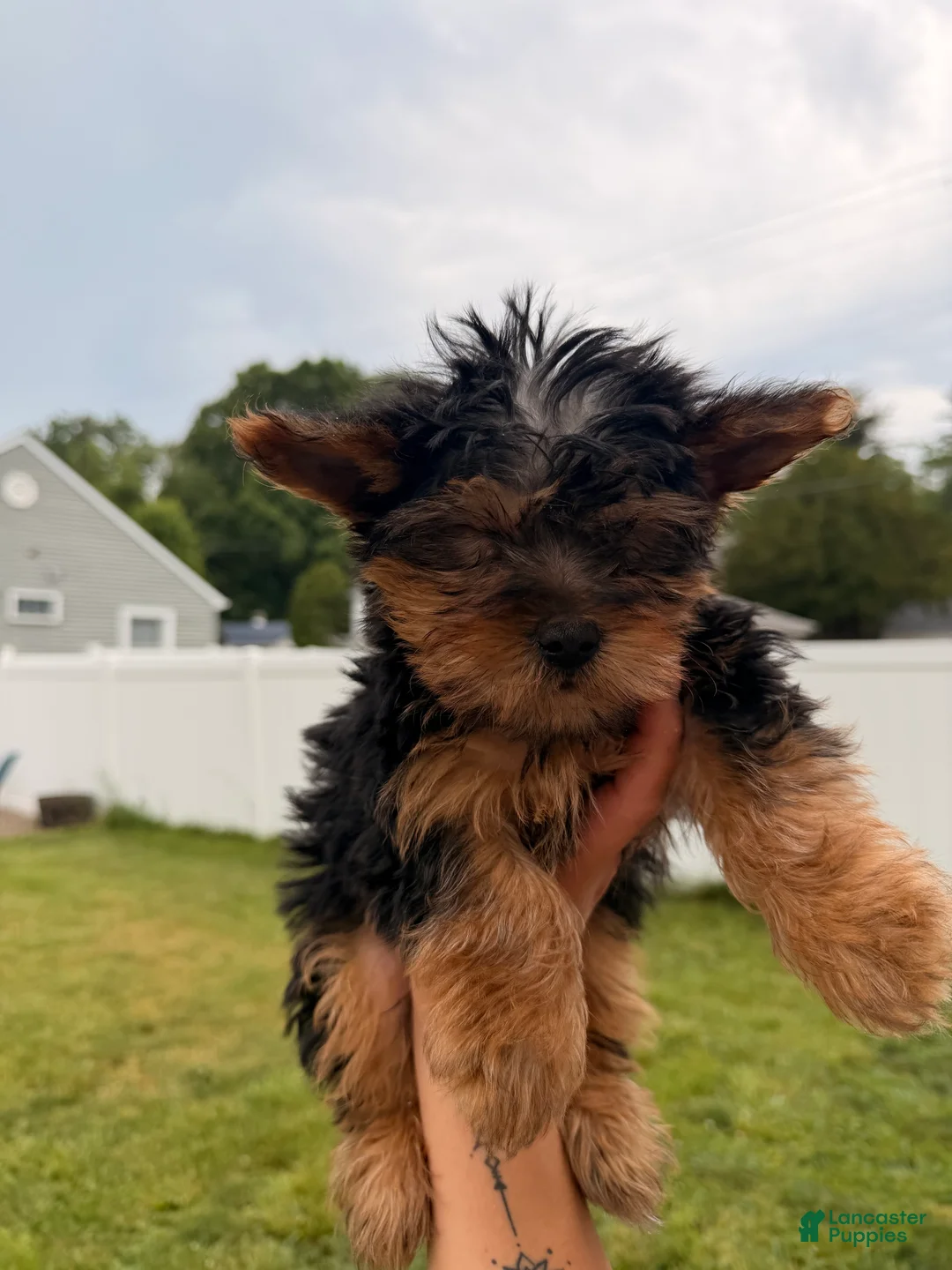 Yorkshire Terrier dogs for sale: Yorkshire Terrier Puppy 1 - Ad 2