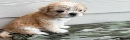 Shihpoo dogs for sale: Shihpoo 4 - Ad 5