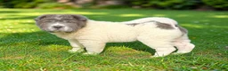 Shar Pei dogs for sale: Tabitha blue flower bear coat mini  - Ad 10