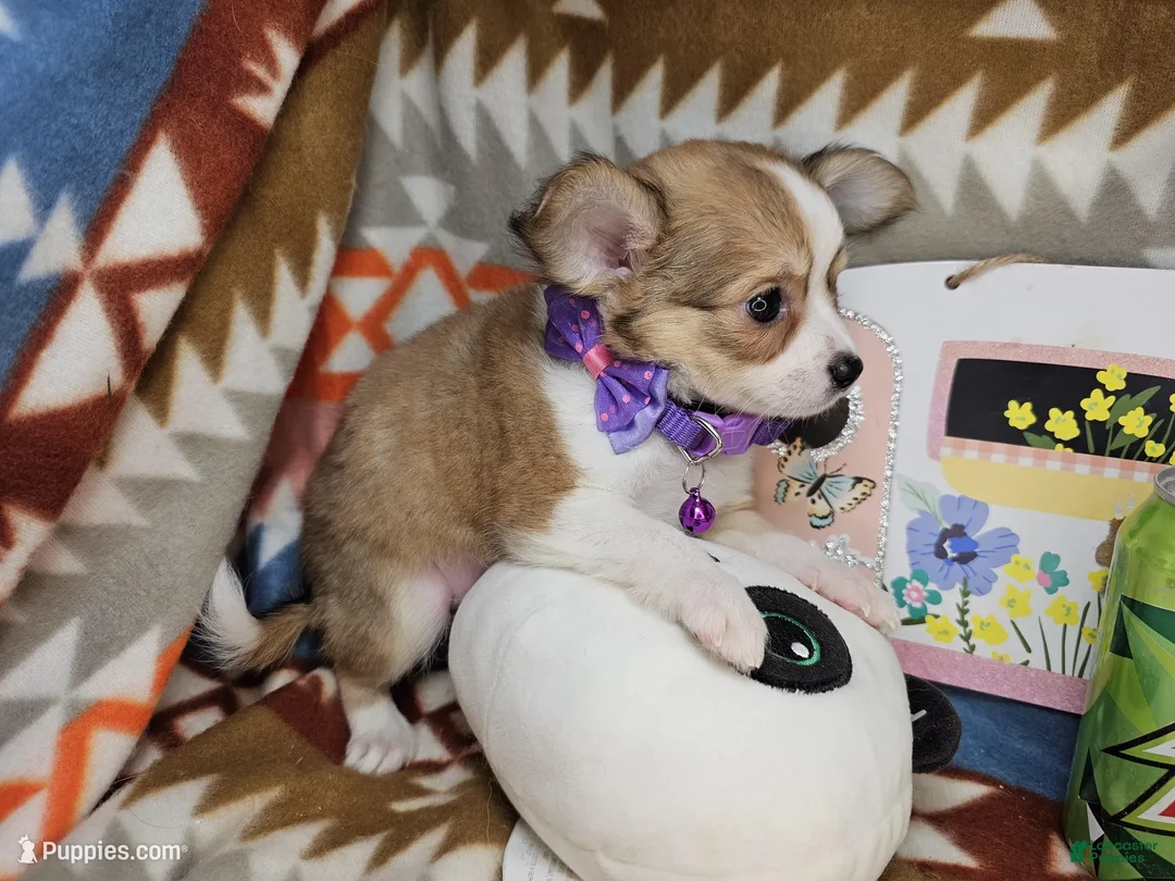 Chihuahua dogs for sale: Rangler LH - Ad 2