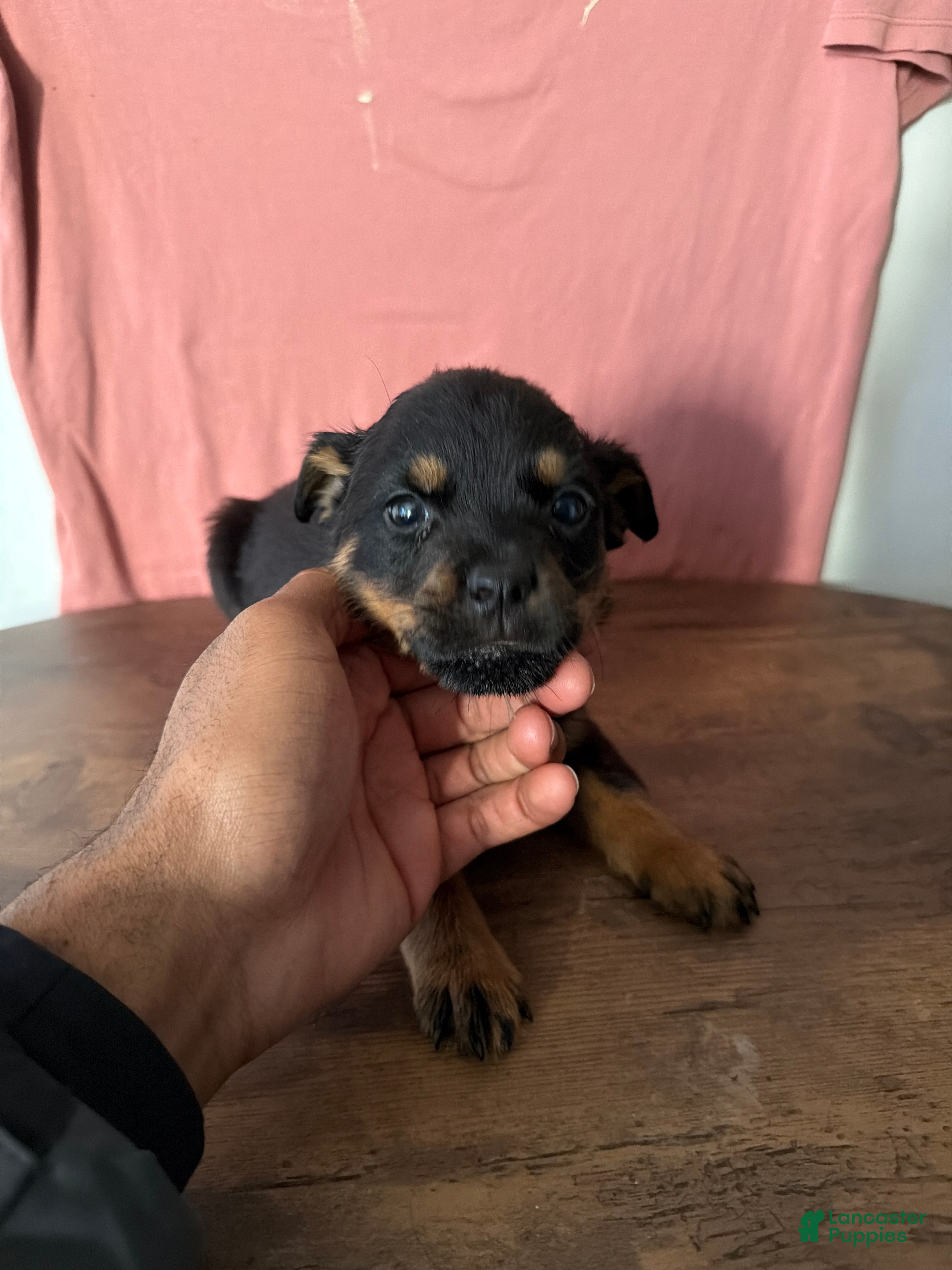 Rottweiler dogs Rottweiler Puppy 2 - Ad 35