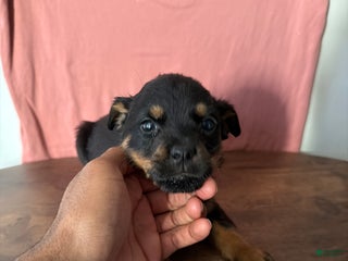 Rottweiler dogs Rottweiler Puppy 2 - Ad 5