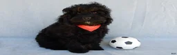 Cockapoo dogs for sale: Smokey - Ad 1