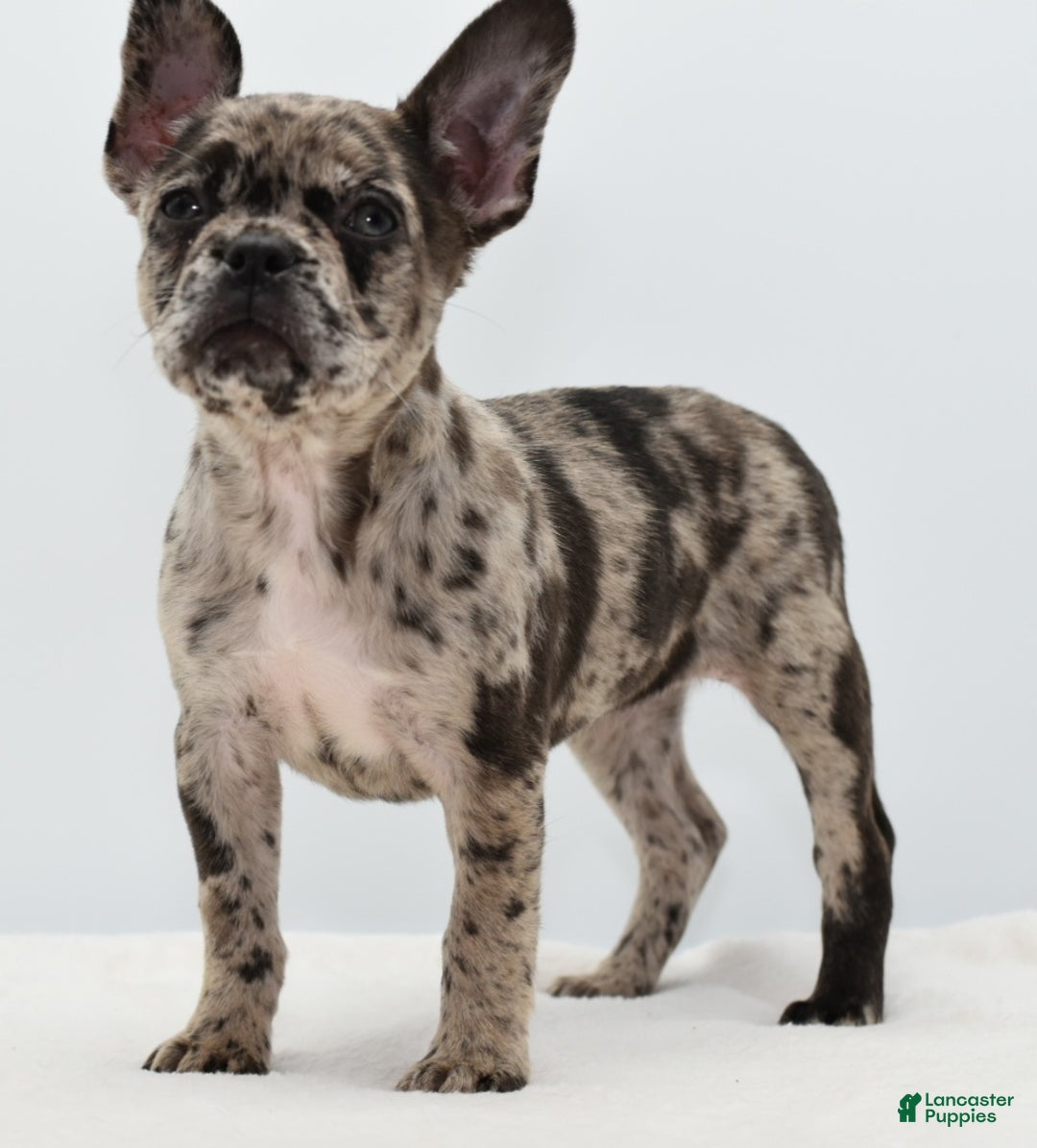 Mixed Breed dogs for sale: Zuki hybrid puppy  - Ad 10