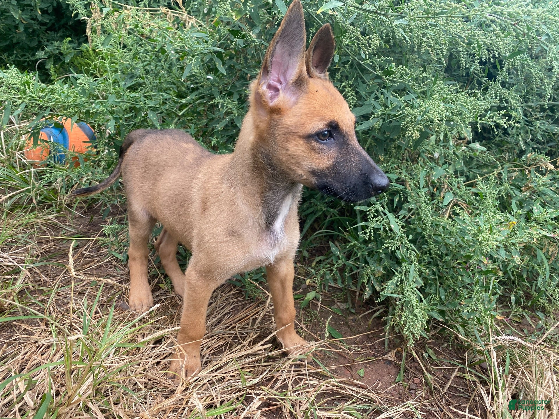 Mixed Breed dogs Mixed Breed 1 - Ad 1