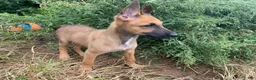 Mixed Breed dogs for sale: Mixed Breed 1 - Ad 1