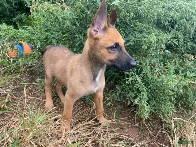Mixed Breed dogs for sale: Mixed Breed 1 - Ad 1