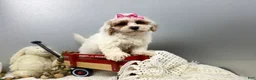 Maltipoo dogs for sale: SuAnn - Ad 3