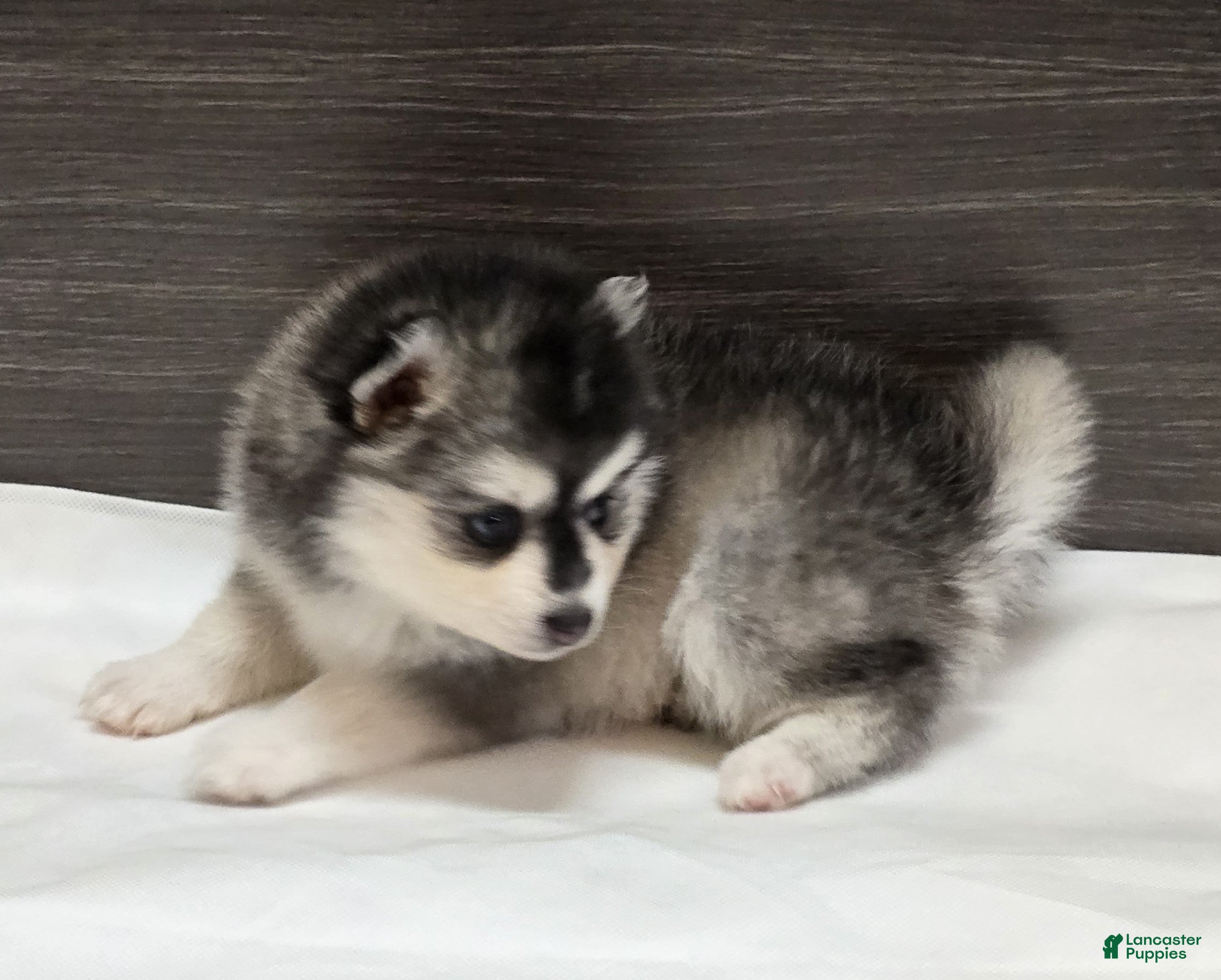Pomsky dogs Nala - Ad 14