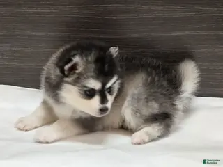 Pomsky dogs Nala - Ad 14