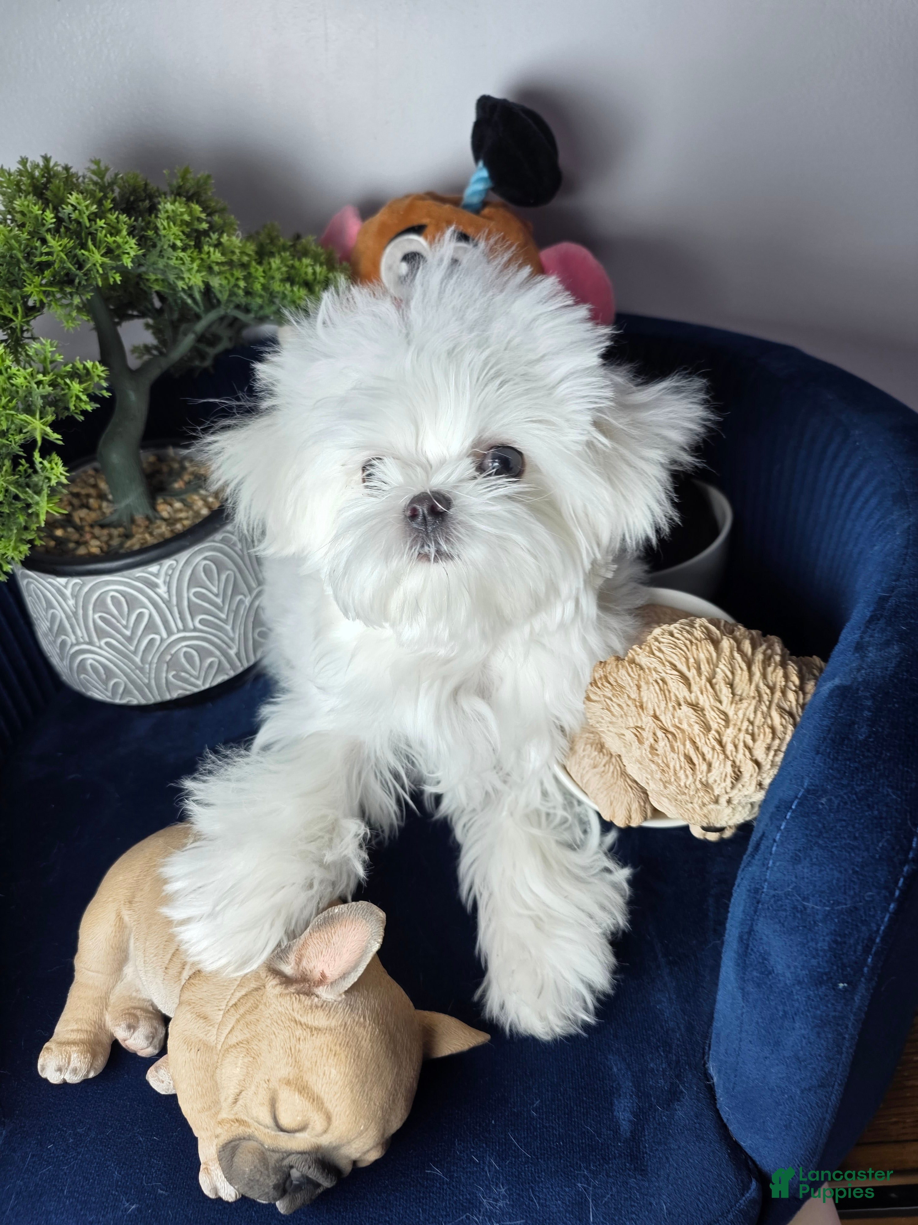 Maltese dogs Maltese felix - Ad 17