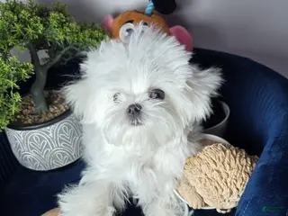 Maltese dogs Maltese felix - Ad 17