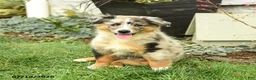 Australian Shepherd dogs for sale: Rhoda - Ad 1