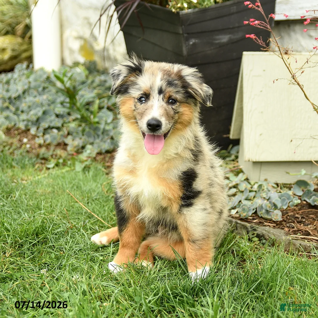 Australian Shepherd dogs for sale: Rhoda - Ad 1