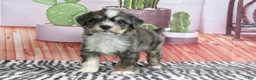 Mini Bernedoodle dogs for sale: Sommers - Ad 3