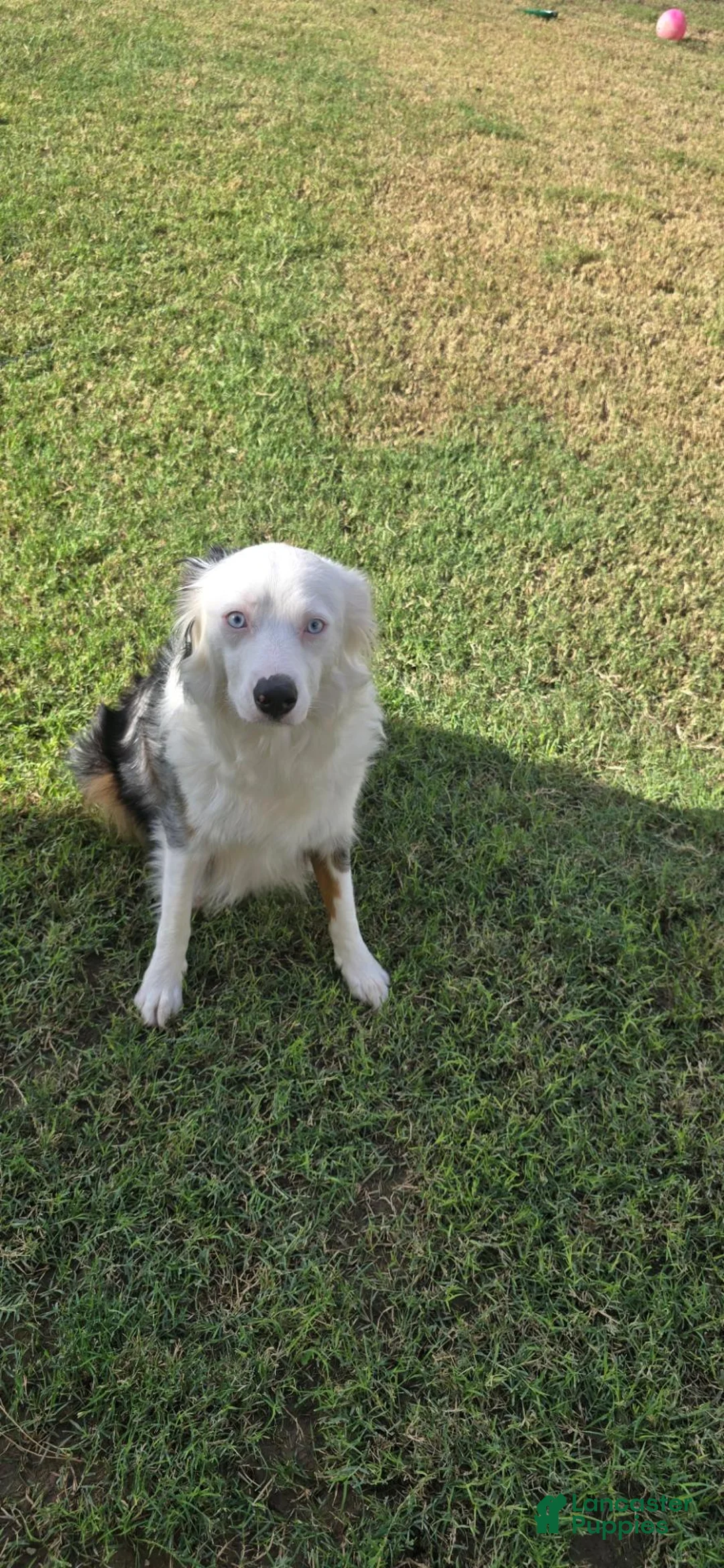 Australian Shepherd dogs for sale: Pebbles  - Ad 4