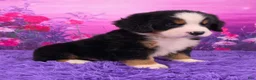 Bernese Mountain Dog dogs for sale: Denali - Ad 2