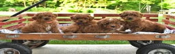 Mini Goldendoodle dogs for sale: Skye - Ad 3