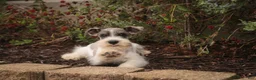 Miniature Schnauzer dogs for sale: Quinn Miniature Schnauzer  - Ad 8