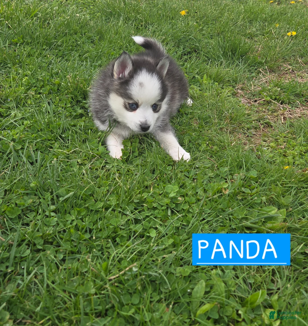 Pomsky dogs for sale: Panda - Ad 1