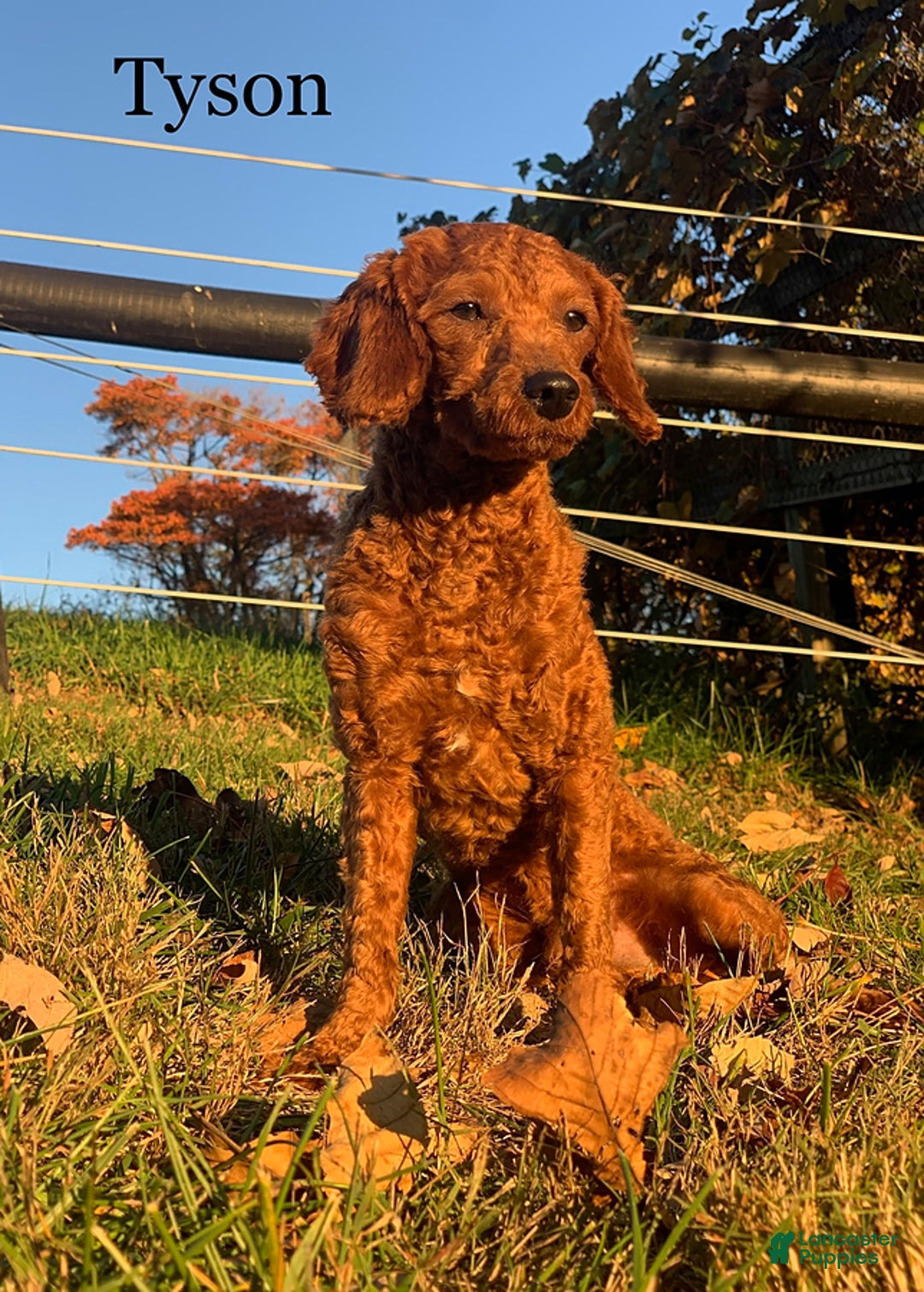 Cavapoo dogs for sale: Barbie - Ad 12