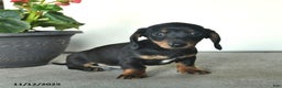 Miniature Dachshund dogs for sale: Remy  - Ad 3