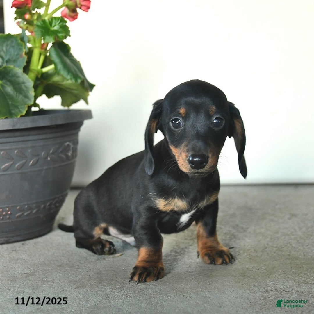 Miniature Dachshund dogs for sale: Remy  - Ad 3