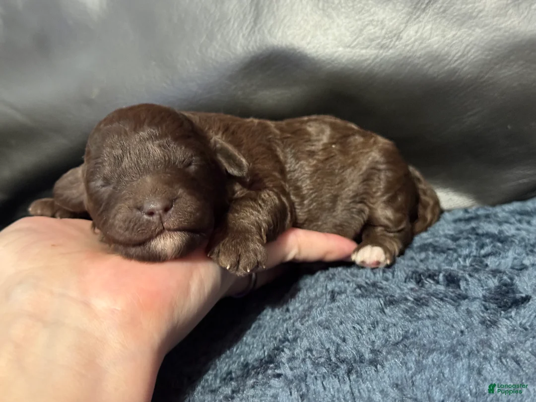 Mini Aussiedoodle dogs for sale: Mocha - Ad 1