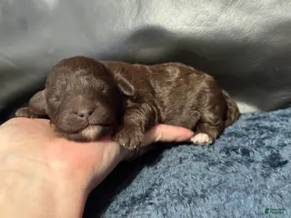 Mini Aussiedoodle dogs Mocha - Ad 23