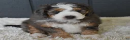 Mini Bernedoodle dogs for sale: Jett F1b - Ad 6