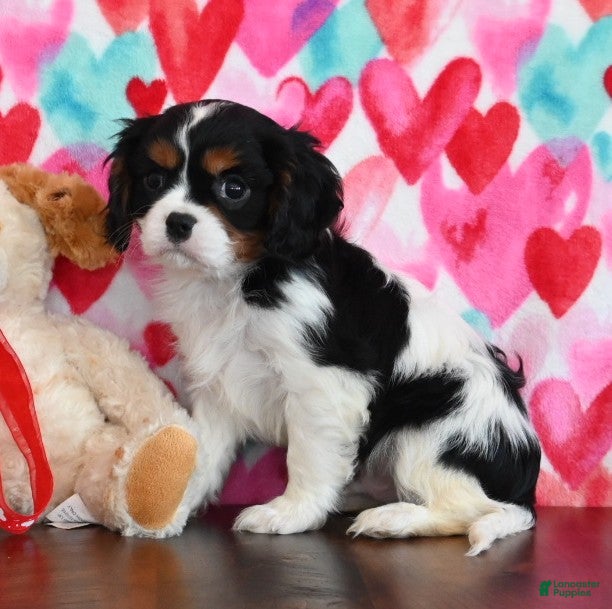 Cavalier King Charles Spaniel dogs Carl - Ad 40