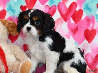 Cavalier King Charles Spaniel dogs Carl - Ad 40